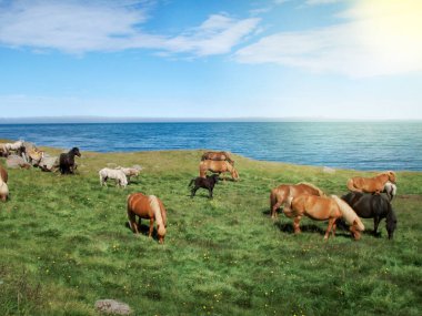 Deniz kıyısındaki otlaktaki İzlanda atları
