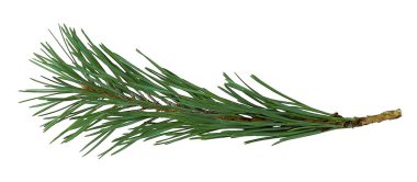 Noel ağacı dalı izole 