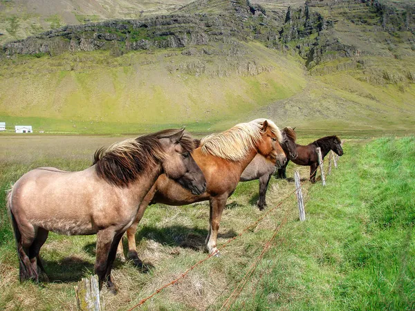 山の牧草地でアイスランドの馬 ストック写真