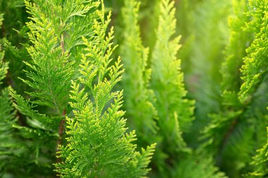 Ağaç dalları, kapatın