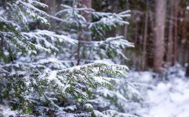 Branch of a Christmas tree covered with snow in close-up against the background of a winter forest