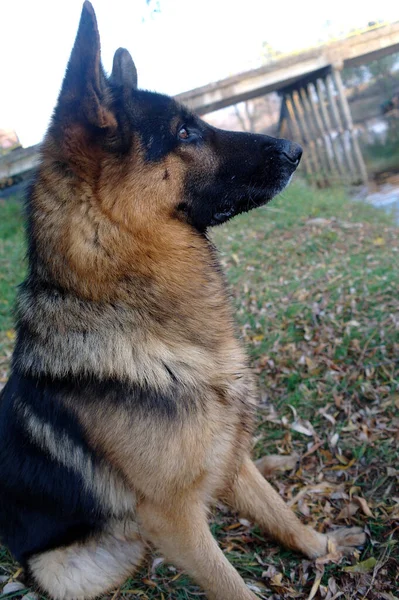 Schäferhund Sitzt Auf Gras Und Gelben Blättern Und Schaut Neugierig — Stockfoto
