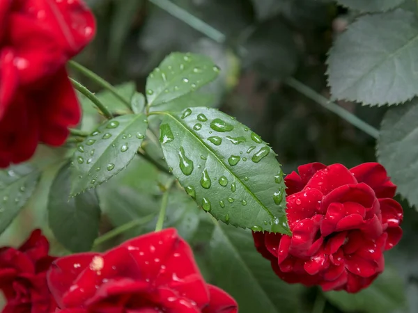 Regentropfen Auf Dem Blatt Eines Rosenbaums Nahaufnahme — Stockfoto