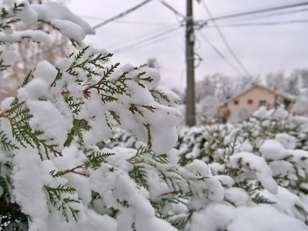 Branches Thuja Tree Covered Lot Snow Winter Morning — Stock Photo, Image
