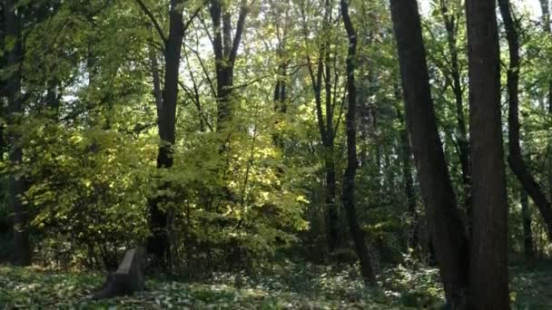 Sunny Autumn Day Forest Trees Yellow Leaves Fell Ground Tilt — Stok Video