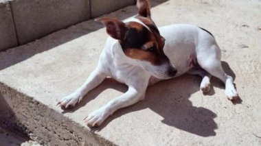 Jack Russell Terrier köpeği somut bir basamakta yatıyor ve bölgesini gözlemliyor. Sıcak güneşli bir gün