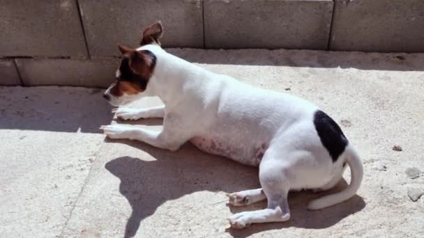 Jack Russell Terrier Hond Ligt Een Betonnen Trede Naast Muur — Stockvideo