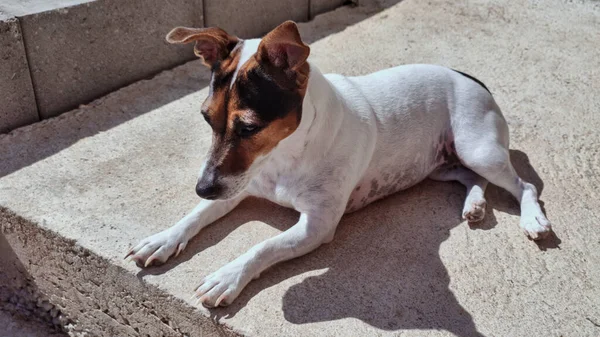 Jack Russell Terrier Dog Lies Concrete Step Curiously Looking Straight — Stock Photo, Image