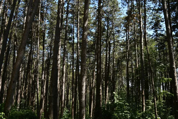 Monumental Pine Forest Suvero — Stock Photo, Image