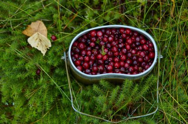 Bataklıkta yabanmersini var. 