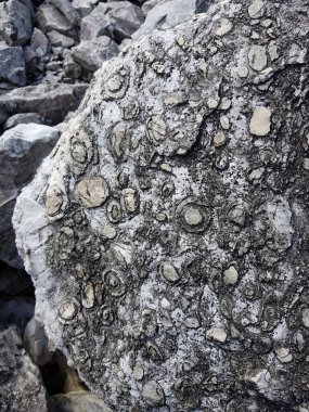 Dağlarda bir taş buldum, içinde eski yaşamın izleri vardı.