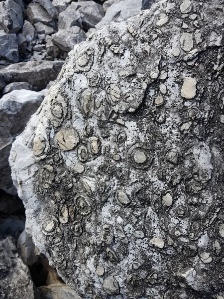 Dağlarda bir taş buldum, içinde eski yaşamın izleri vardı.