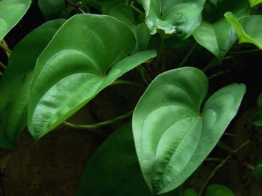 Bogor, Endonezya. Dioscoreaceae alatta veya Uwi provitamin A, vitamin C, protein, nişasta içeriği gibi besin içeriğine sahiptir..