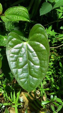  Dioscoreaceae alatta ya da tatlı patates, özellikle Endonezya 'da çok yaygın olarak yetişen ve yetiştirilen bir sıvıdır..
