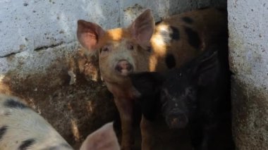 Domuz ahırındaki domuzlar. Farklı renkte dört domuz. Koyu ve beyaz domuzlar.