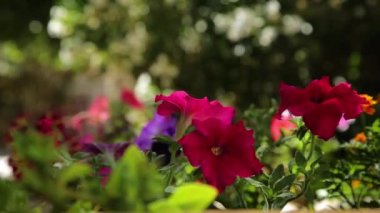 Çok renkli çiçekler. Beyaz çiçeklerin arka planında kırmızı çiçekler. Harika çiçek bahçesi.