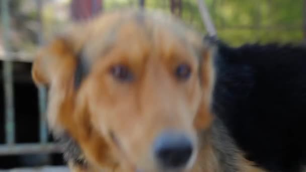 Primer Plano Perro Lamiendo Lente Amigo Perro Jugando Contigo — Vídeos de Stock
