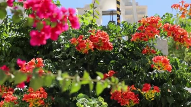 Krásné Červené Karmínové Květy Vrávorající Větru — Stock video