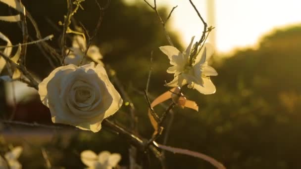 Rosas Brancas Luz Hora Ouro Luz Pôr Sol — Vídeo de Stock