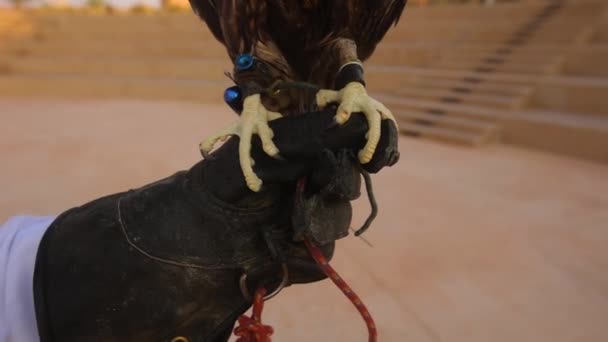 Bird Paws Falcon Cowl Sits Mans Hand — Vídeo de Stock