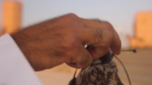Uma Mão Descola Coloca Capuz Falcão Falcão Num Capuche Imagens — Vídeo de Stock