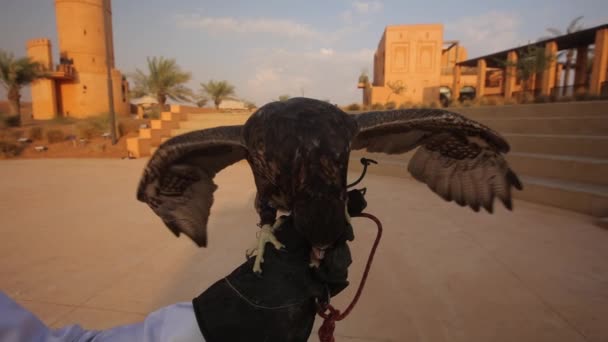 Slow Motion Falcon Hand Spreading Wings Eating Meat — Video Stock