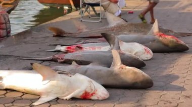 Big sharks with a little blood laying on the asphalt near water. Six dead caught sharks.