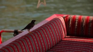 Black bird sits on a red sofa at the water side. High quality FullHD footage