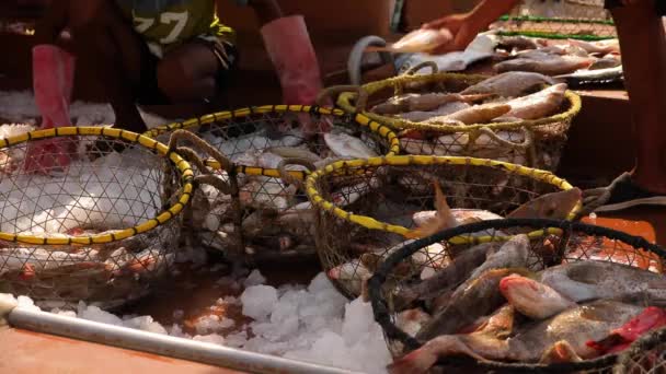 Many Baskets Many Fish Fish Market Hands Taking Throwing Fish — Stock Video