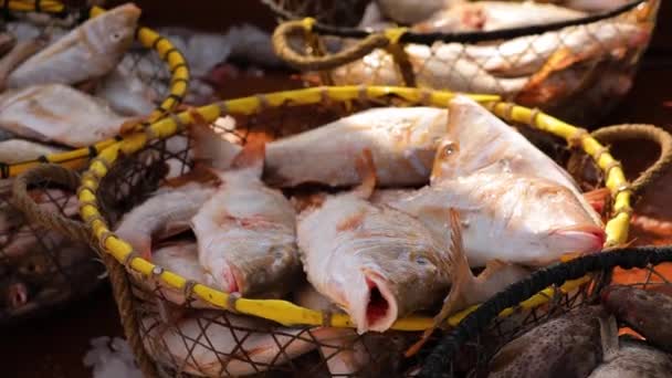 Хтось Кидає Рибу Кошик Багатьма Рибами Забирає Багато Океанічних Риб — стокове відео