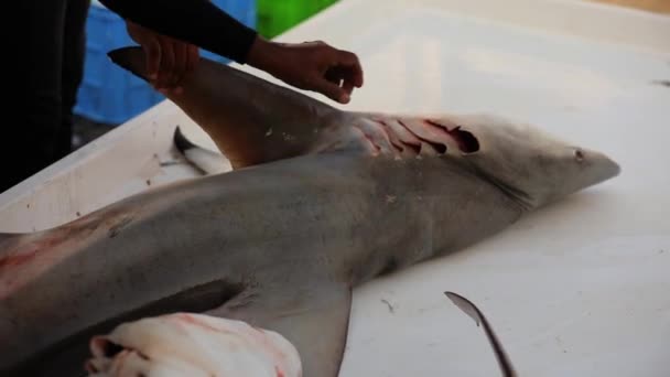 Człowiek Dotyka Płetw Skrzeli Martwego Rekina Wysokiej Jakości Materiał Filmowy — Wideo stockowe