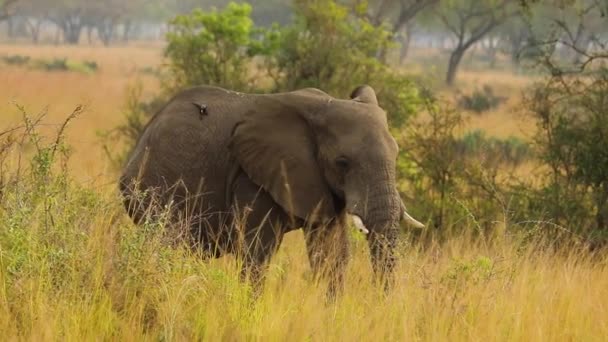 Lento Movimiento Del Elefante Con Colmillo Cortado Matorral Pradera Africana — Vídeos de Stock