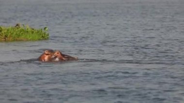 Nil nehrinin sularında saklanan yalnız su aygırlarının ağır çekimleri. Yüksek kaliteli HD görüntüler