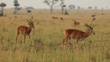 Slow motion of two impalas leaping in African prairie. High quality HD footage