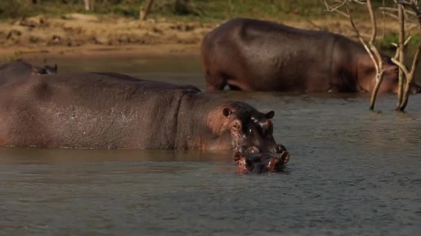 Langzame Beweging Van Nijlpaarden Die Afkoelen Het Water Van Nijl — Stockvideo