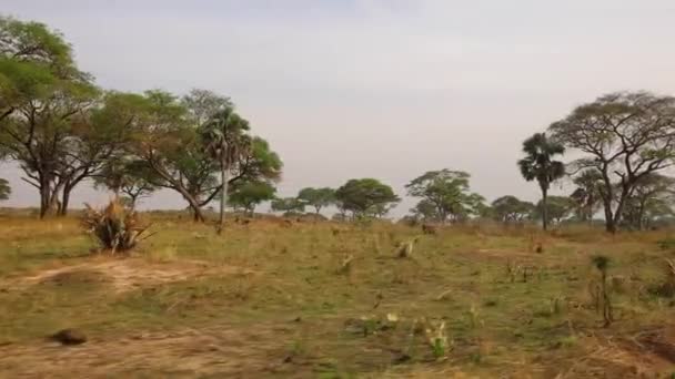 Lado Quente Carro Pradaria Africana Com Árvores Fundo Imagens Alta — Vídeo de Stock