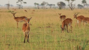 Slow motion of herd of impalas looking at camera in African prairie. High quality HD footage