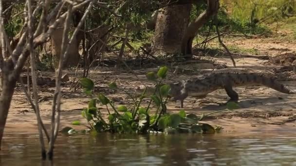 Медленное Движение Крокодила Идущего Берега Водам Реки Нил Высококачественные Кадры — стоковое видео