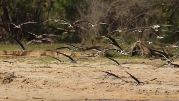 Slow Motion Birds Flock Flying Banks River High Quality Footage — Stockvideo