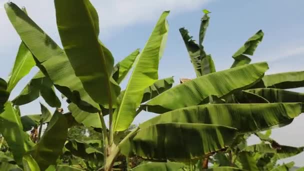 Banana Palm Tree Leaves Waving Wind Semi Circle Shot High — Stock Video