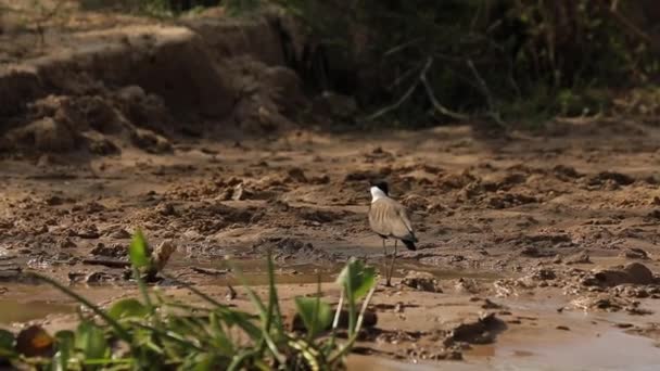 Slow Motion Grey Bird White Head Standing Muddy Bank River — Stok video