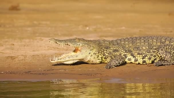 Movimento Lento Boca Abertura Crocodilo Mandíbulas Rio Nilo Imagens Alta — Vídeo de Stock