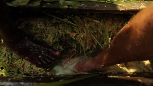 African Mans Legs Squeezing Smashing Bananas Grass Banana Leaves Cooking — Video