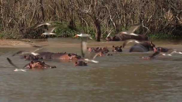 Slow Motion Birds Flock Flying Waters River Nile Lot Hippos — Αρχείο Βίντεο