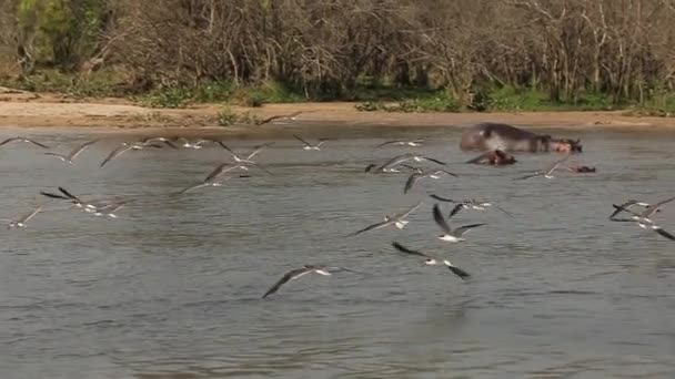 Slow Motion Birds Flock Flying Waters River Nile High Quality — Video Stock