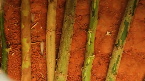 Macro Filming Termites Insects Crawl Green Sticks High Quality Fullhd — 图库视频影像