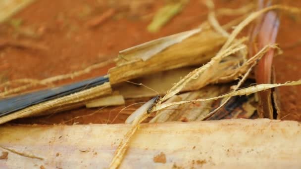 Termite Crawls Dry Leaves African Jungle High Quality Fullhd Footage — Αρχείο Βίντεο
