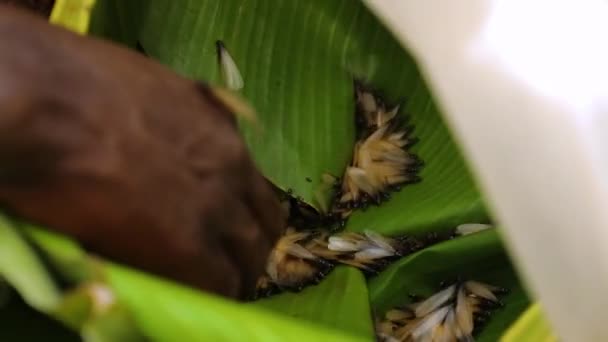 Mão Negra Tirando Térmita Folha Banana Muitas Térmitas Com Asas — Vídeo de Stock