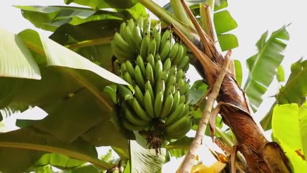 Bunch Green Bananas Hanging Banana Palm High Quality Fullhd Footage — Wideo stockowe