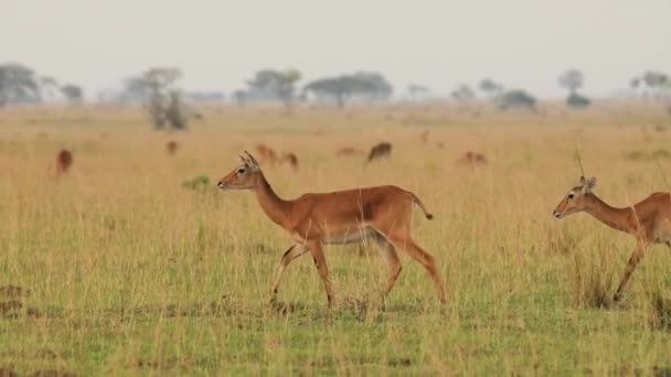 Slow Motion Two Deers Walking Trotting African Prairie High Quality — Stock Video